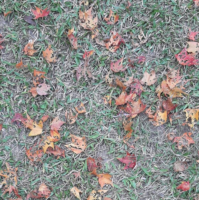 橘色與紅色的葉子，落在綠色的草坪上，形成一幅美麗的畫。