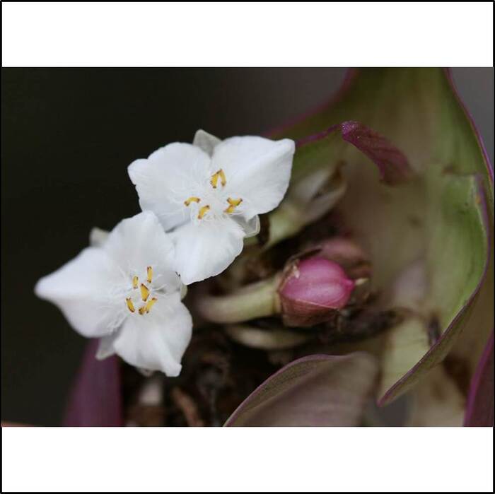蚌蘭的花朵是白色的。來源：莊溪老師製作認識植物網站。
