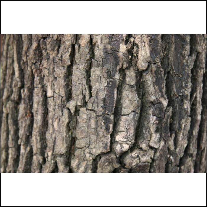 樹皮呈茶褐色，粗裂，常有縱裂。來源：莊溪老師製作認識植物網站。