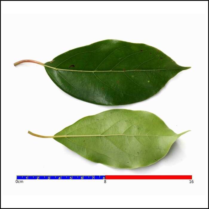 葉橢圓形，前端尖銳。來源：莊溪老師製作認識植物網站。