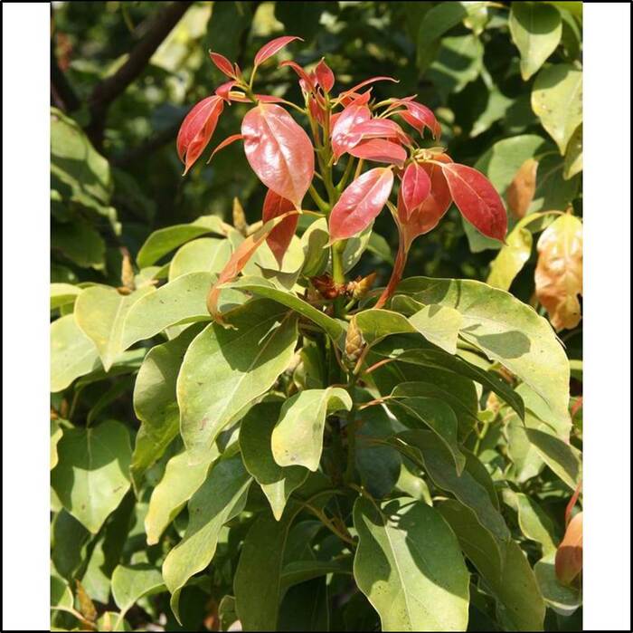 新葉因為缺少綠色色素，所以是紅色的。來源：莊溪老師製作認識植物網站。