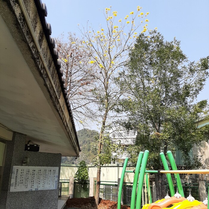 黃花風鈴木屬於落葉喬木。每年約3月時，在綠葉掉光後，才會綻放金黃色的花朵。拍攝於2023年3月2日。
