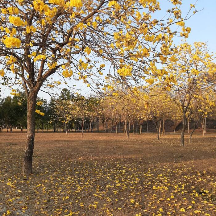 黃花風鈴木約每年3月開花。拍攝於2023年3月6日於東勢河濱公園。