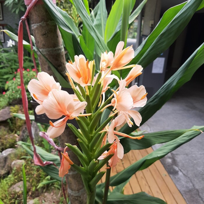 野薑花的花朵綻放的樣子。拍攝於2022年12月15日。