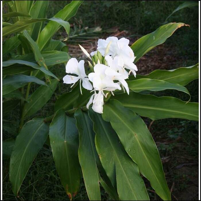 野薑花的花朵也有白色的。來源：莊溪老師認識植物網站。