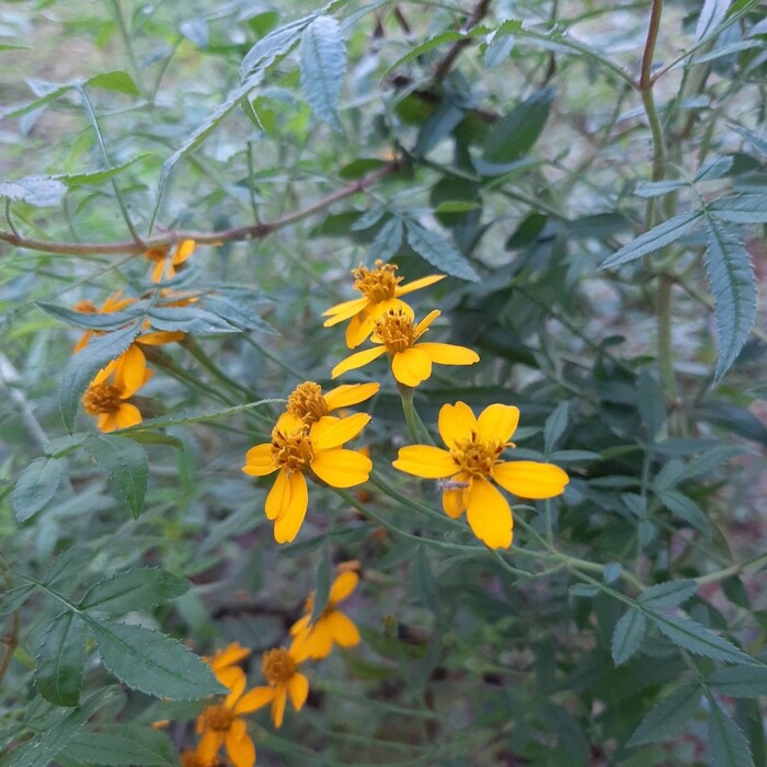 芳香萬壽菊的「每朵花」，其實是由舌狀花跟管狀花，兩種小花集合而成的喔！在延伸閱讀有更多介紹。