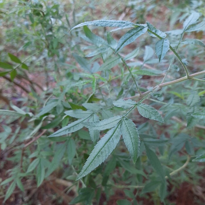 芳香萬壽菊的葉序為對生的羽狀複葉，葉緣呈鋸齒狀。 輕輕地用手指揉一揉葉片，可以聞到淡淡的清香。