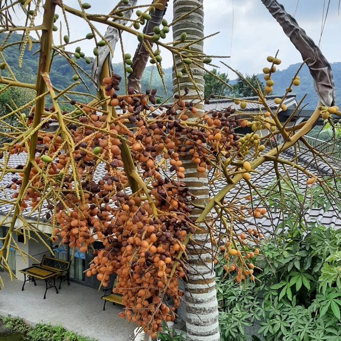 黃椰子約在7─8月結果，果實的顏色起初呈黃綠色，成熟後會先呈橘黃色，後轉為紫黑色。