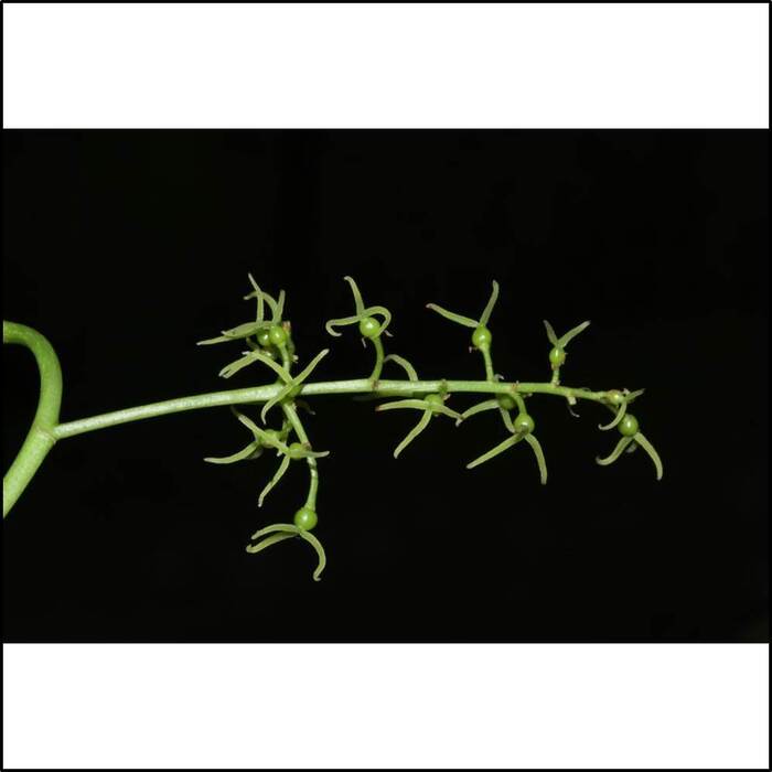 茄苳的雌花。來源：莊溪老師製作認識植物網站。
